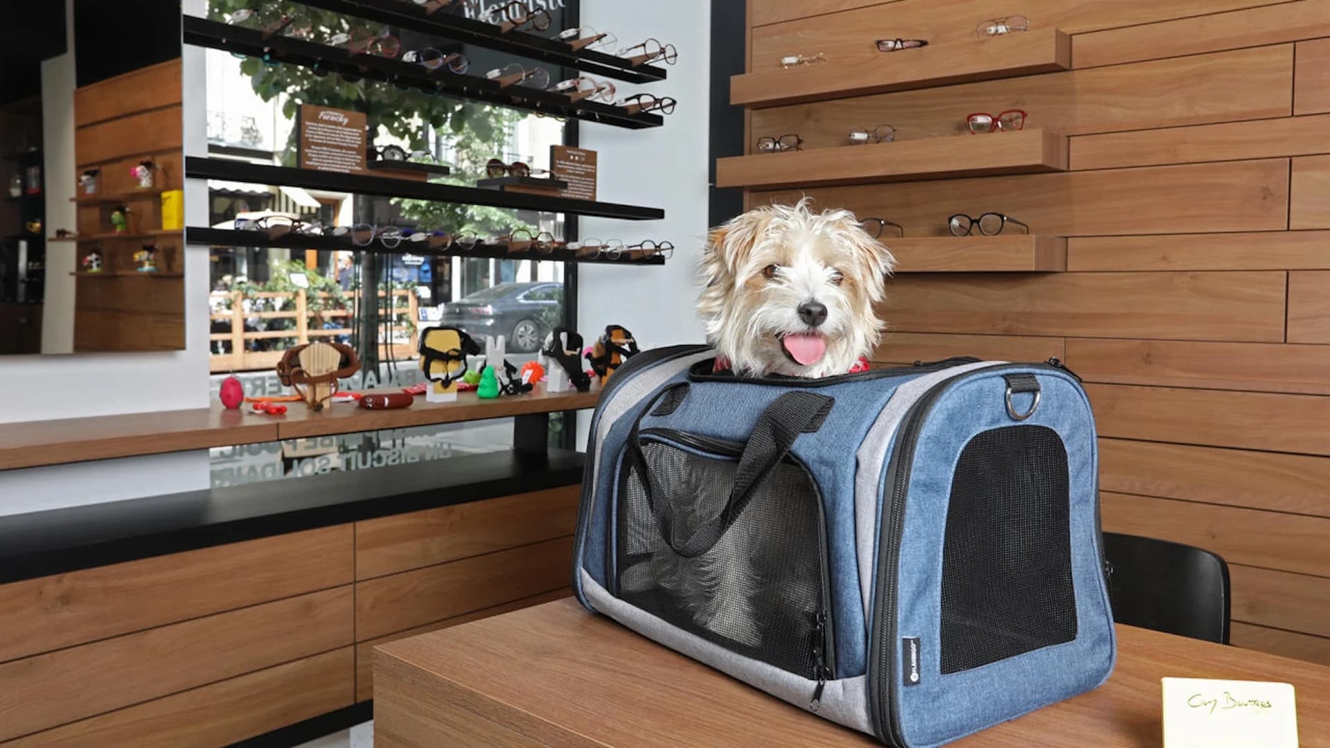 Chien accueilli dans la boutique Guy Boutros